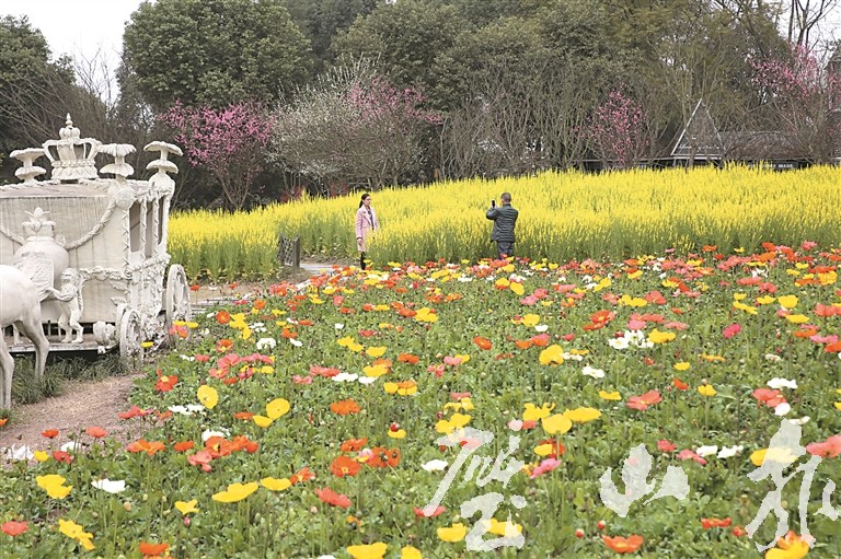 来凤 来凤街道来凤村花儿盛开不败_要闻动态_重庆市璧山区人民政府