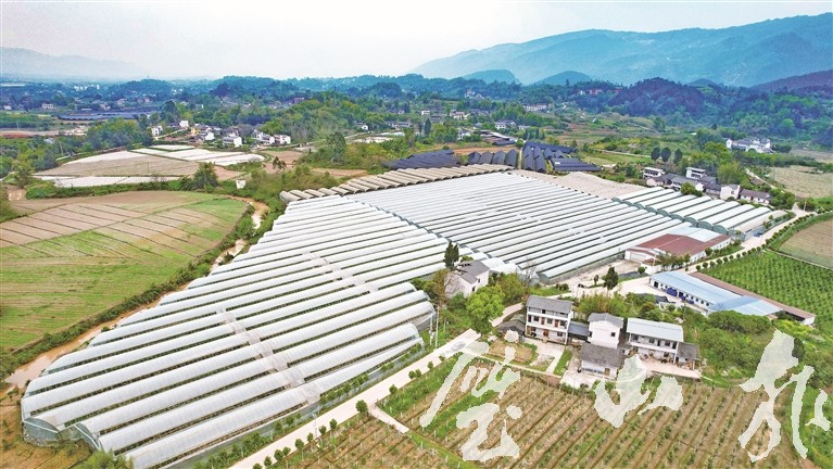 做靓现代都市农业 绘就乡村振兴蓝图
