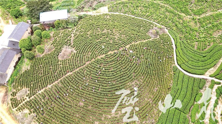 春染茶山采茶忙 茶韵富民促振兴